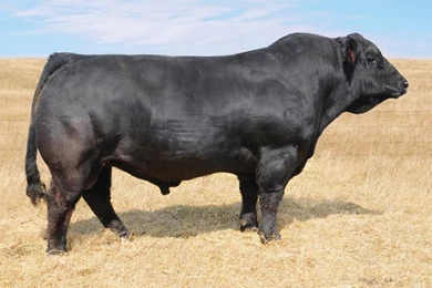 Bull Cow Wallpapers HD FREE   Android Apps On Google Play