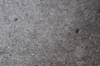 Sunrise 59: Ault Park (Muggy Orange Sunrise, Baby Mushrooms ...