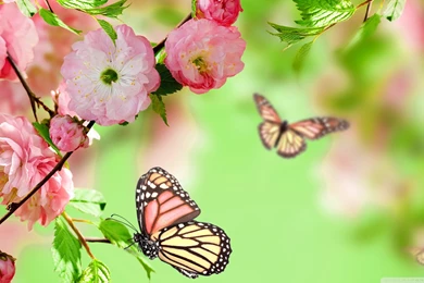 Springtime Joy HD Desktop Wallpapers : Widescreen : High Definition ...