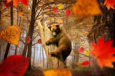 Autumn Joy >> HD Wallpaper, Get It Now!