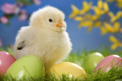 Free Download Hd Wallpapers Animals Wallpapers Free Download ...