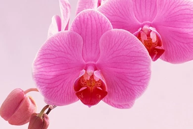 Pleasant Pink Phalaenopsis Galaxy Note 5 Wallpapers.jpg
