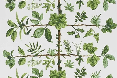 Espalier Wallpapers From Pierre Frey