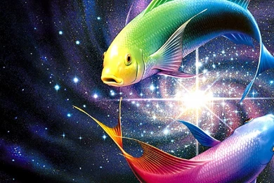 Colour Fish Wallpapers » WallDevil   Best Free HD Desktop And ...