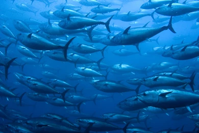 TUNA Ocean Sea Underwater Fish Fishes Wallpapers