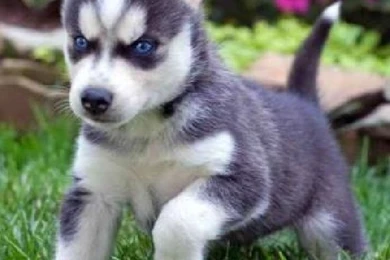 Cute Husky Puppies With Blue Eyes Wallpapers   Wallpaper.