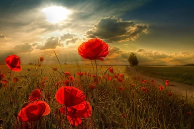 Nature Wallpapers HD