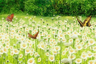 Field Of Daisies Wallpapers