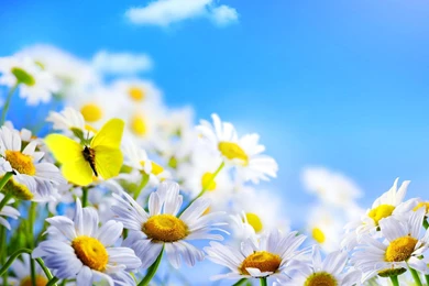 Daisies Field   (