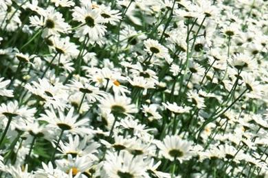 Download Wallpapers 1080x1920 Daisies, Flowers, Field, Angle, Shot ...
