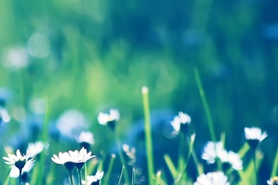 Daisies Field   The iPhone Wallpapers