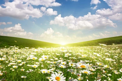 BFBB6E Color Wallpapers: Field Daisies Sunshine Fields Spring ...