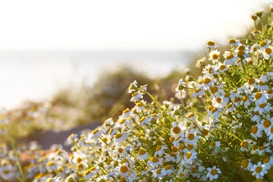 SuperHD.pics: Daisies Depth Of Field Flowers Nature White Flowers ...