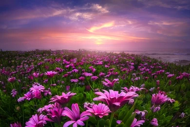 Field Of Daisies HD Wallpapers For Desktop Of Flower Fields