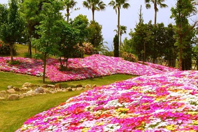 Colorful Daisies Wallpapers Picture   Uncalke.com