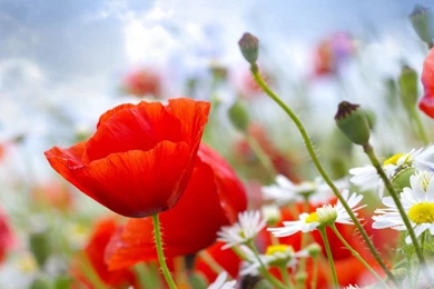 Download Wallpapers 2560x1024 Poppies, Daisies, Field, Sky, Blur ...