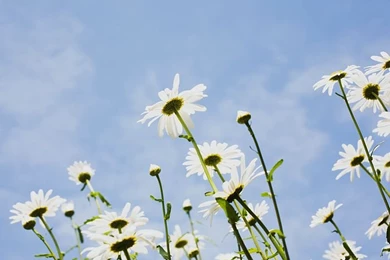 Shasta Daisies Wallpapers 15   Wallcoo.net