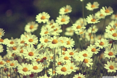 Vintage Daisies Tumblr Field Of Daisies Tumblr Vintage Daisies ...