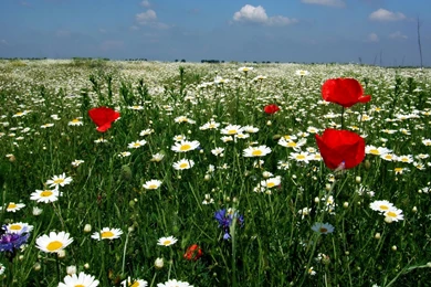 Download Wallpapers 1920x1080 Daisies, Poppies, Field, Flowers ...