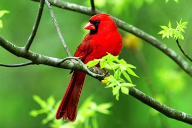 Most Popular Wallpapers   My Free Wallpapers Hub