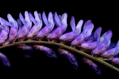 Birds On A String Wallpapers By MichelLalonde On DeviantArt