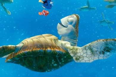 Finding Nemo Turtle Movies Cartoon Hd Wallpapers   (