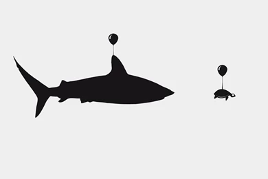 Funny Turtle Wallpapers