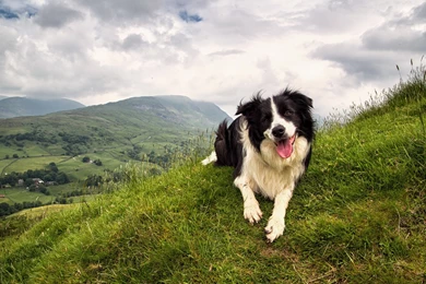 56 Border Collie HD Wallpapers