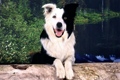 Border Collie Desktop Wallpapers