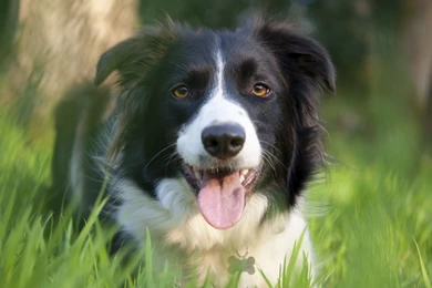 Border Collie Wallpapers   Wallpapers Cave