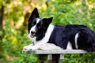 Border Collie   (