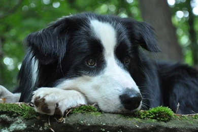 Animals Dogs Dog – Animals Dogs HD Desktop Wallpapers