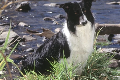 Border Collie Wallpapers   Wallpapers Cave
