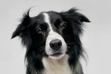 Herding Dog Training Border Collie   DogBreedsWallpapers.com