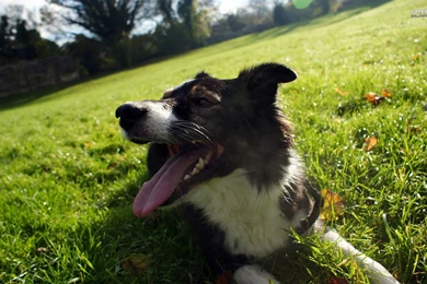 Dogs: Border Collie Dogs Grass Photos For HD 16:9 High Definition ...