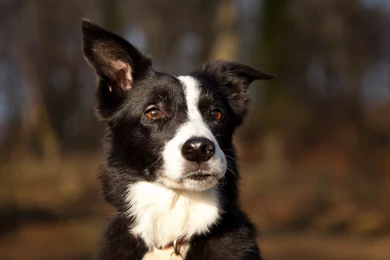 Border Collie Computer Wallpapers, Desktop Backgrounds