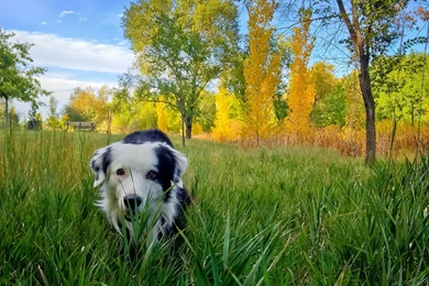 Top Border Collies For Wallpapers