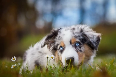 Dogs Waiting Grass White Dog Border Collie Animal Blue Eyes Puppy ...