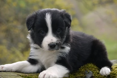 Border Collie Puppies   Dr. Odd