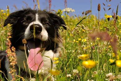 Happy Border Collie Wallpapers   Animal Wallpapers