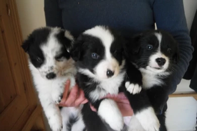 Border Collie Puppies For Free 33 Desktop Wallpapers ...