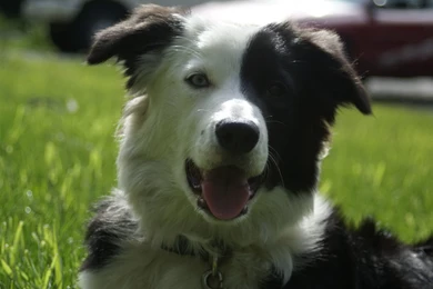 Happy Border Collie Lying On The Grass Wallpapers And Images ...