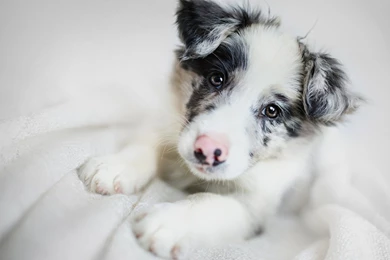 Full HD 1080p Border Collie Wallpapers HD, Desktop Backgrounds ...