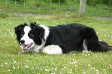 Black, Border, Collie, Sitting, Dog, Animals, High, Resolution ...
