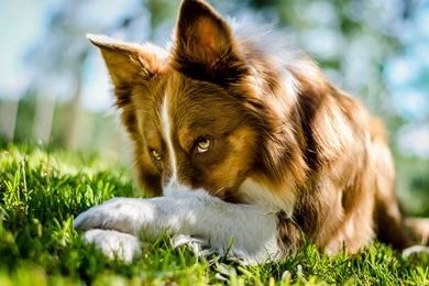 2560x1440 Lies, Grass, Border Collie, Dog, Border Collie, View ...