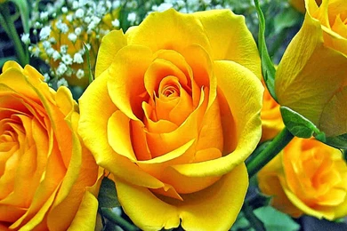 Rose Hd Latest Wallpapers Free Download