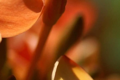 Full HD Cool Flower Digital Flori Wallpapers Free Downloads For ...