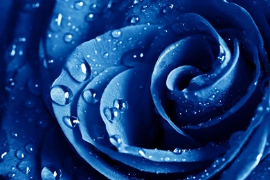 Blue, Rose, High, Resolution, Wallpaper, Photos, New, Wide ...