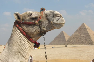 The Pyramids Of Giza Pictures, Photos & Facts   Cairo,