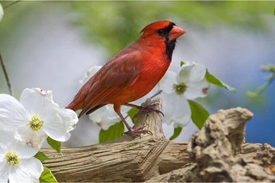 Forest Wizard: Bird Wallpapers 16 － Animal Wallpapers   Free ...